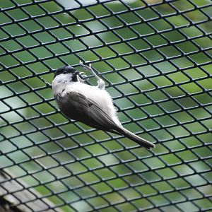 Marsh Tit at Pilsen, 01/09/12