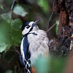 Greater Spotted Woodpecker at Pilsen, 01/09/12