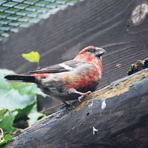 Two-barred Crossbill at Pilsen, 01/09/12