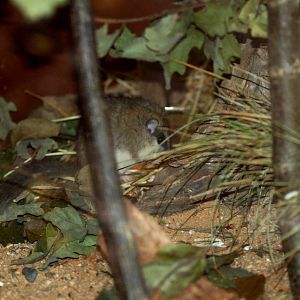 Forest Dormouse at Pilsen, 01/09/12