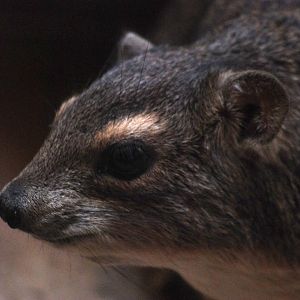 Yellow-spotted Bush Hyrax at Pilsen, 01/09/12