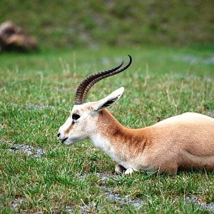 Persian Goitered Gazelle at Pilsen, 01/09/12