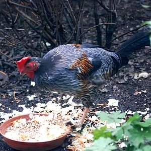 Sri Lankan Jungle Fowl at Pilsen, 01/09/12