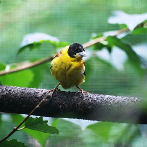 Black-headed Bunting at Pilsen, 01/09/12