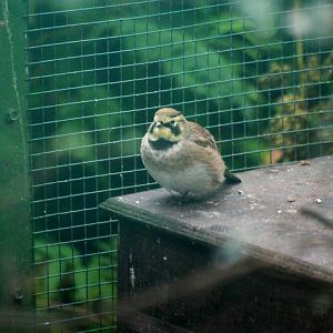 Horned Lark at Pilsen, 01/09/12
