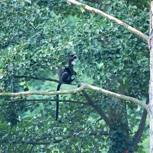 De Brazza's Guenon at Pilsen, 01/09/12