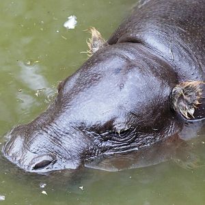 Pygmy Hippopotamus at Pilsen, 01/09/12