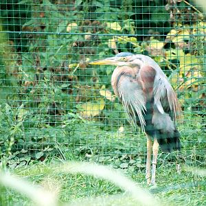 Eastern Purple Heron at Pilsen, 01/09/12