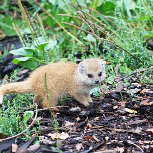Unnecessarily Cute and Tiny Yellow Mongoose at Pilsen, 01/09/12