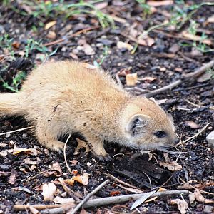 Unnecessarily Cute and Tiny Yellow Mongoose at Pilsen, 01/09/12