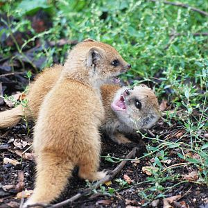 Unnecessarily Cute and Tiny Yellow Mongooses at Pilsen, 01/09/12