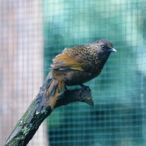 Scaly Laughing-Thrush at Pilsen, 01/09/12
