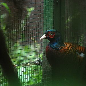 Zerafschan Pheasant at Pilsen, 01/09/12