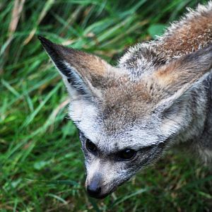 East African Bat-eared Fox at Pilsen, 01/09/12