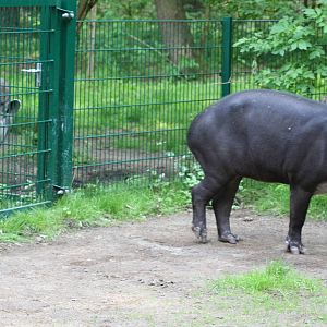 Lowland and Baird's tapir