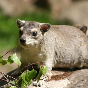 Tree hyrax