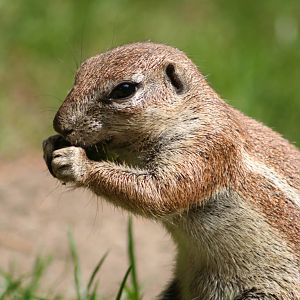 Cape ground squirrel