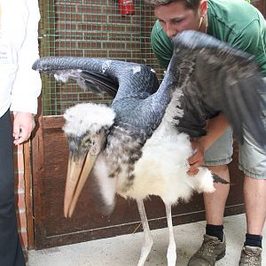 Hand-reared marabou
