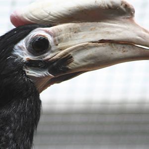Palawan Hornbill