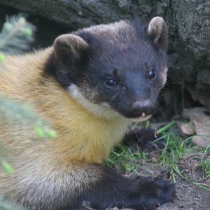 Yellow-throated marten
