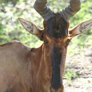 Red Hartebeest