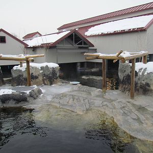 Rocky Shores - Pinniped Exhibit