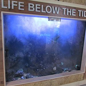 Rocky Shores - Underwater Viewing Gallery