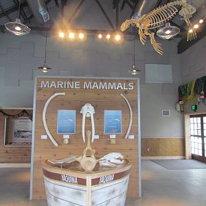 Rocky Shores - Underwater Viewing Gallery