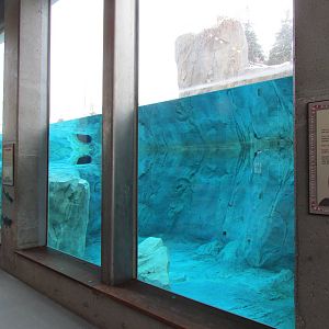 Rocky Shores - Underwater Viewing Gallery