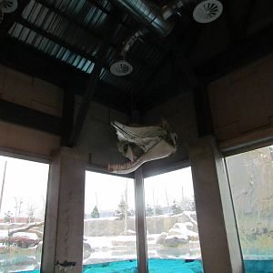 Rocky Shores - Underwater Viewing Gallery