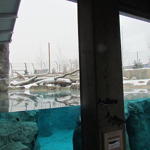 Rocky Shores - Underwater Viewing Gallery