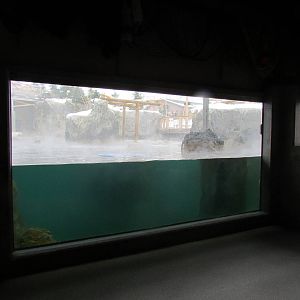 Rocky Shores - Underwater Viewing Gallery