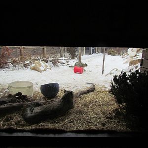 Asian Highlands - Snow Leopard