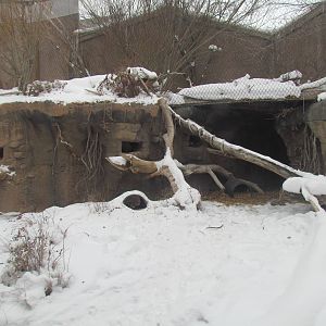 Asian Highlands - Pallas Cat Exhibit