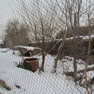 Asian Highlands - Amur Tiger Exhibit