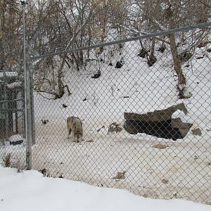 Gray Wolf Exhibit
