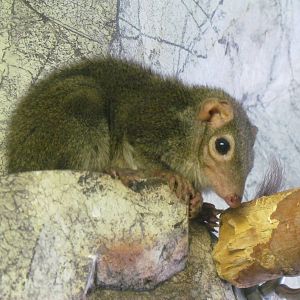 Small Animal Building - Common Tree-shrew