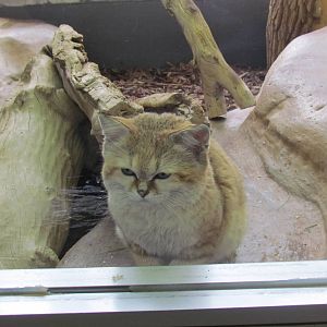 Small Animal Building - Sand Cat