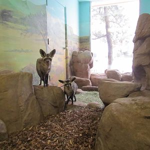 Small Animal Building - Bat-eared Foxes