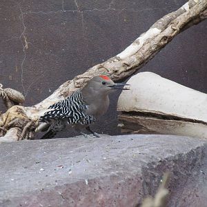 Small Animal Building - Gila Woodpecker