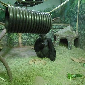 Great Ape House - Western Lowland Gorilla