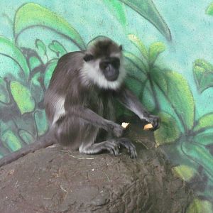 Primate Forest - Hanuman Langur