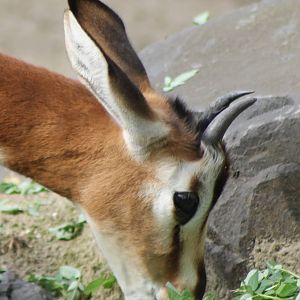 mhorr gazelle