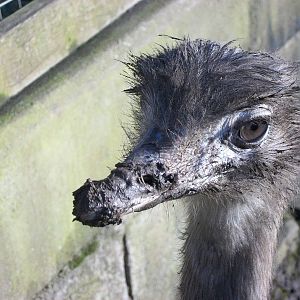 Sewerby Zoo, Greater Rhea 9th February 2013