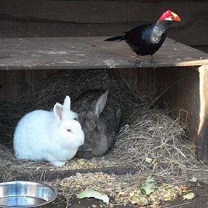 Sewerby Zoo, an echo of The Happiholme at Belle Vue 9th February 2013