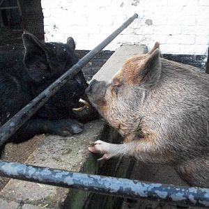 Sewerby Zoo, a barrier to love 9th February 2013