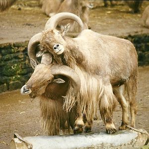 Barbary Sheep 4th April 1998
