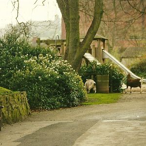 Goats on tour 4th April 1998