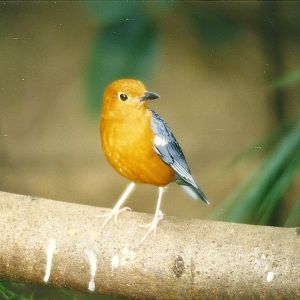Orange-headed Ground Thrush 4th April 1998