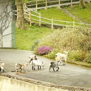 Goats on tour 4th April 1998